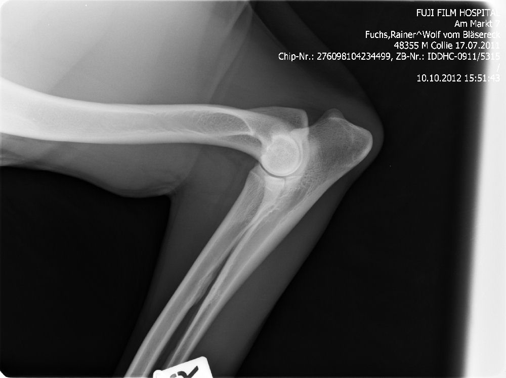 Wolf-ED-rechts-1 (2)