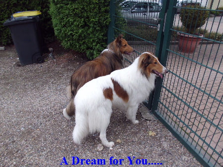 a_DSCI0742_1-ferb-r�de