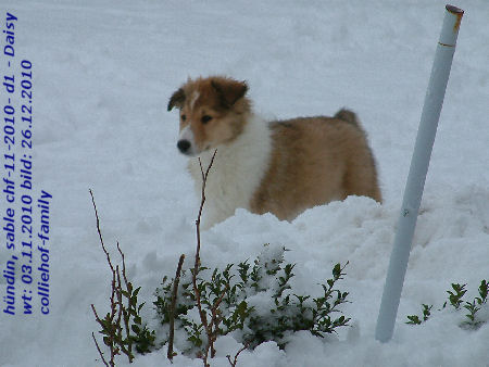 d1-2010-i-daisy-26.12.2010 d1-2010-i-daisy-26.12.2010