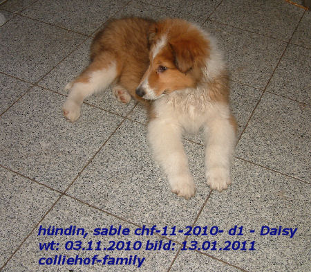 d1-2010-l-daisy-13.01.2011