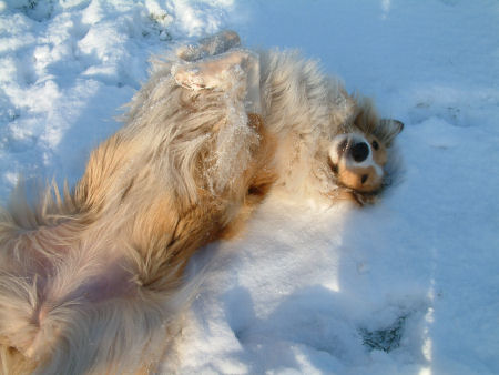 lassie-im-schnee-2009-a