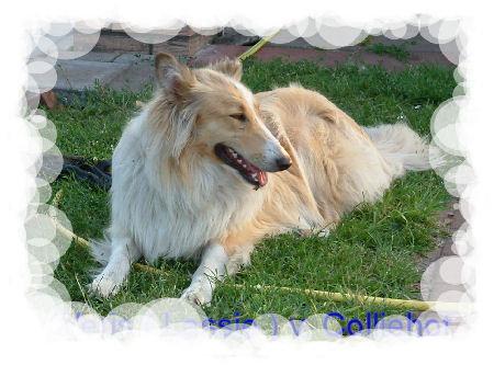 lassie3