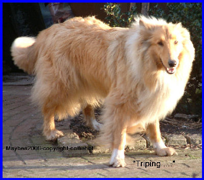 maybee 2006 maybee 2006