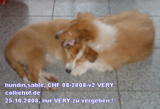 zwei Welpen-colliehof-very+lania
